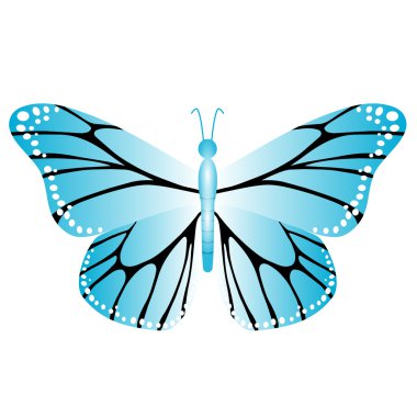 uçuş ve parlak renkli kelebek