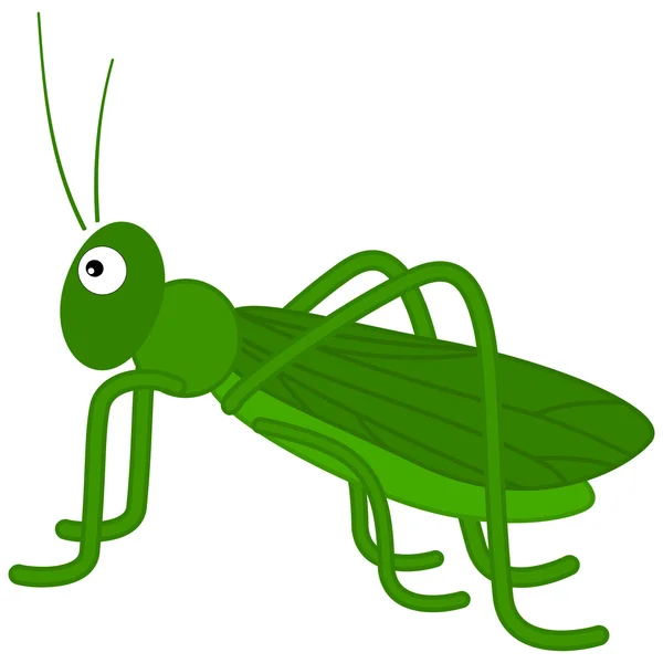 A green grasshopper — Stock Vector
