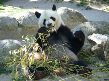Kayaların üzerinde oturan dev bir panda bambu yiyor.