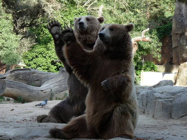 Dos Osos Pardos Retiraron Del Circo Sentados Las Rocas Foto —  Fotos de Stock