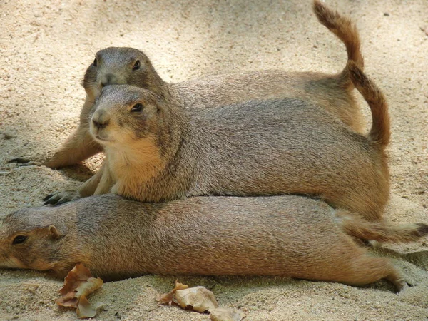 Three Prairie Dogs Profile Lying Bellies Sand Photo — Stock Photo, Image