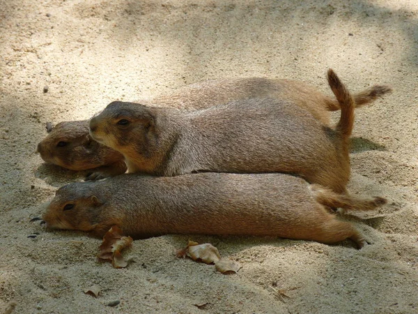 Three Prairie Dogs Profile Lying Bellies Sand Photo — Stock Photo, Image