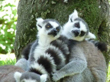 Bir lemurlar ailesi bir ağacın altındaki çimlerde dinleniyor.