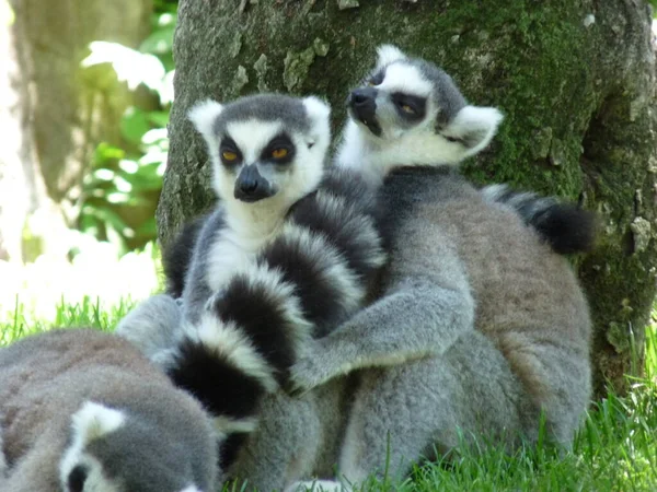 Eine Lemurenfamilie Die Gras Unter Einem Baum Ruht Foto — Stockfoto