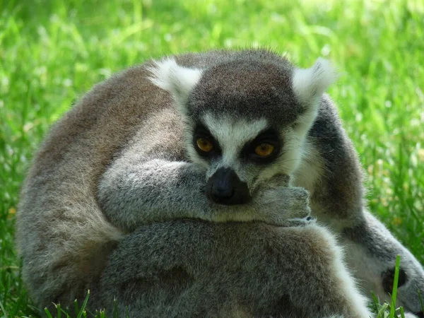 Close Lemur Resting Green Grass Photo — Stock Photo, Image