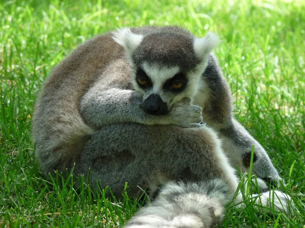 Close Lemur Resting Green Grass Photo — Stock Photo, Image