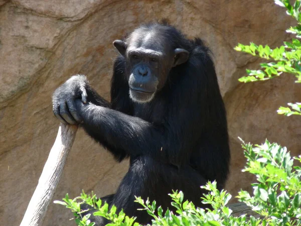 Шимпанзе Отдыхает Утеса Дерева Палкой Руках Фото — стоковое фото