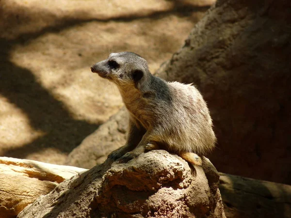 Meerkat Perfil Olhando Para Predadores Perto Sua Toca Foto — Fotografia de Stock