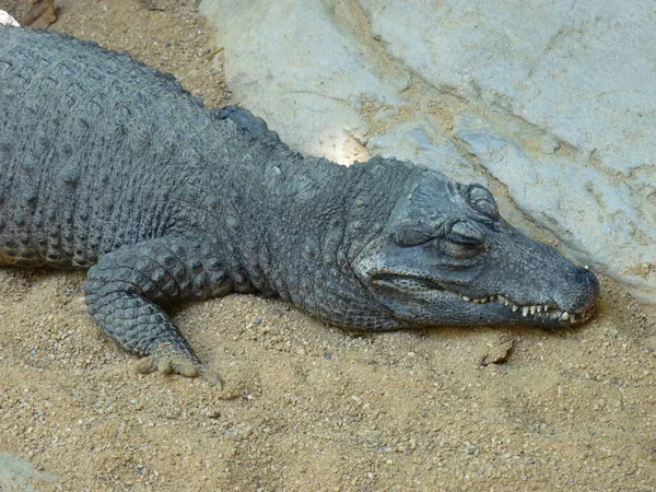 Crocodilo Anão Crocodilo Frente Larga Descansando Areia Perto Água Foto — Fotografia de Stock