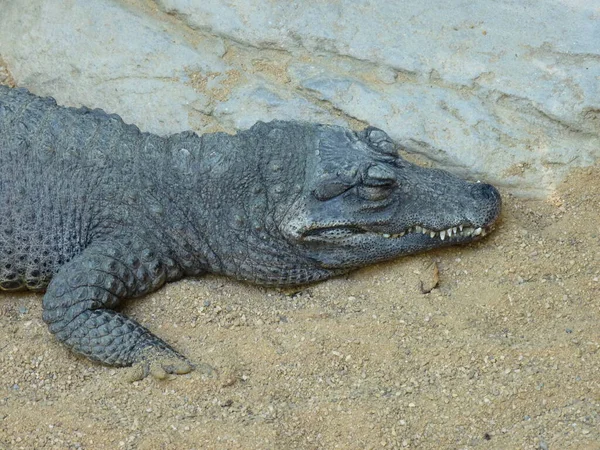 Crocodil Pitic Crocodil Față Largă Care Odihnește Nisip Apropierea Apei — Fotografie, imagine de stoc