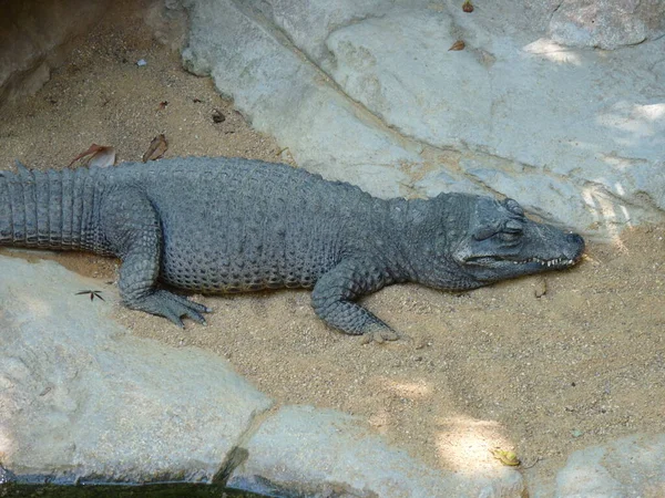 Egy Törpe Krokodil Egy Széles Fejű Krokodil Pihen Homokon Víz — Stock Fotó