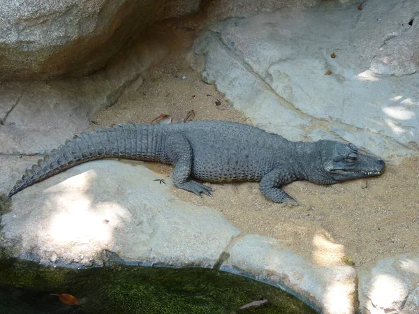 Crocodilo Anão Crocodilo Frente Larga Descansando Areia Perto Água Foto — Fotografia de Stock