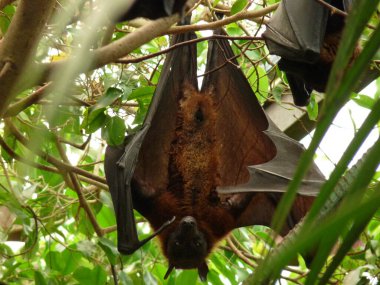 Ağaçta asılı dev bir Hint yarasası var.