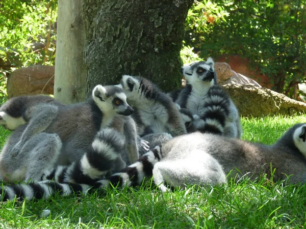 Eine Lemurenfamilie Die Gras Unter Einem Baum Ruht Foto — Stockfoto