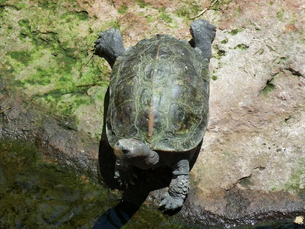 Turtle Orlitia Borneensis Edge River Getting Ready Drink Water Photo — Stockfoto