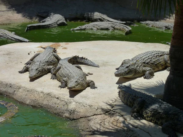 Crocodilii Nil Înoată Hrănesc Apă Trăiesc Insulă Fotografie — Fotografie, imagine de stoc