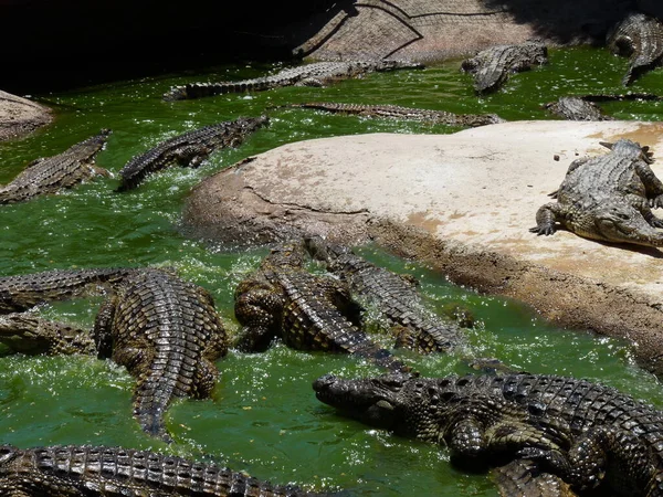 Нильские Крокодилы Плавают Кормятся Воде Живут Острове Фото — стоковое фото