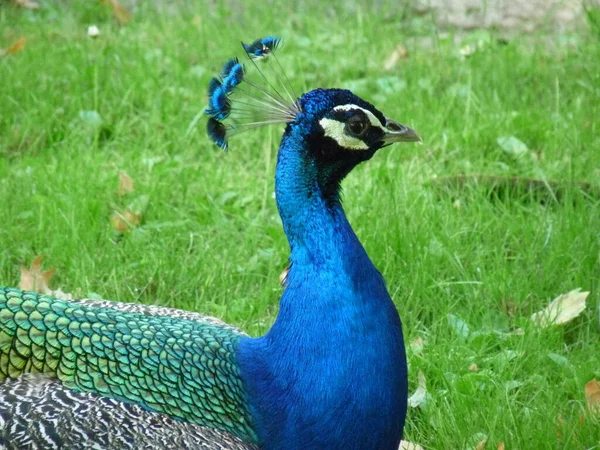 Peacock Close Background Green Grass Photo — Stock Photo, Image