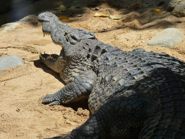 Huge Nile Crocodile Its Mouth Open Sand River Photo — Fotografie, imagine de stoc