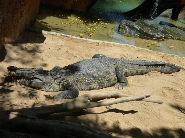 Huge Nile Crocodile Sand River Photo — Foto de Stock