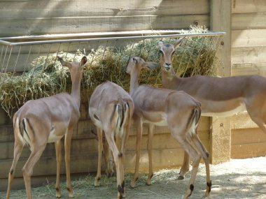 Çevrelerinde yemek yiyen dört kişilik bir grup. Fotoğraf.