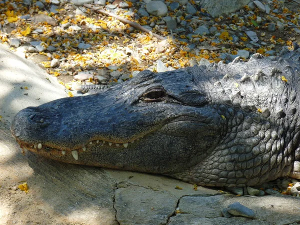 Közeli Kép Egy Krokodil Alszik Egy Sziklás Felületen Fotó — Stock Fotó
