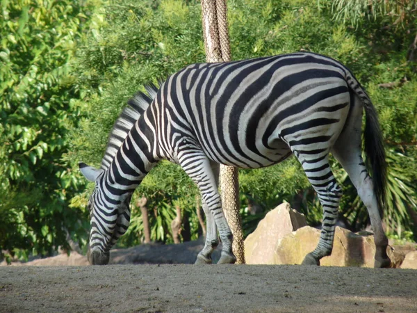 A zebra standing on the profile surrounded by vegetation and trees - photo