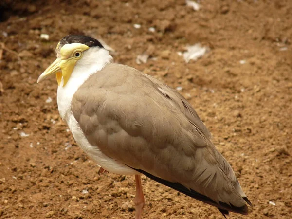 Ένα Πουλί Lapwing Στρατιώτης Στέκεται Στο Έδαφος Και Στο Προφίλ — Φωτογραφία Αρχείου