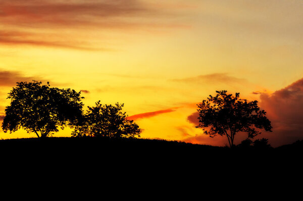 A view of a silhouetted trees in a field at sunset