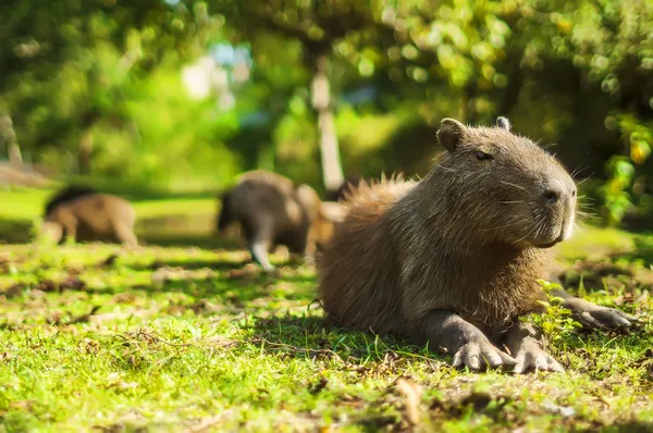 Capybara relaxed (Hydrochoerus hydrochaeris) — Stock Photo, Image