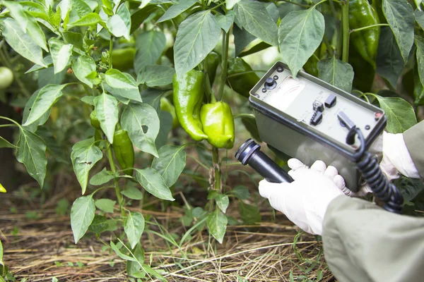 Measuring radiation levels of pepper — Stock Photo, Image
