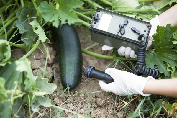 Meting van het stralingsniveau van courgette — Stockfoto