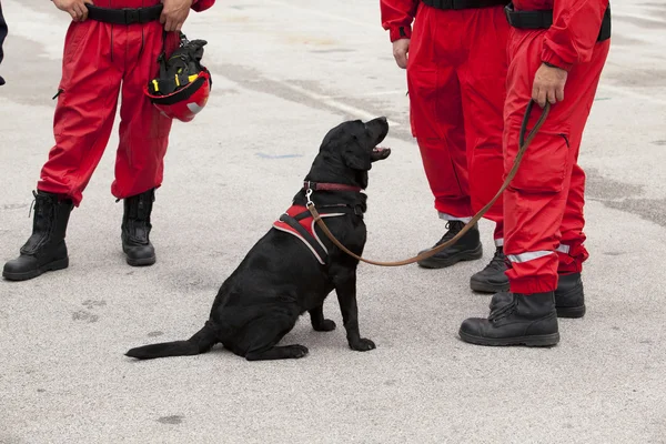 Rettungshund — Stockfoto