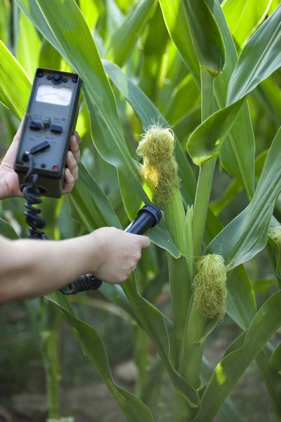 Medición de los niveles de radiación del maíz — Foto de Stock