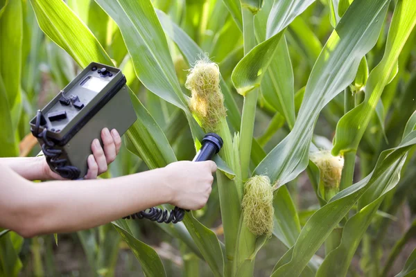 Measuring radiation levels of maize — Stock Photo, Image