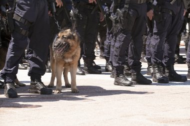 Polis Köpeği