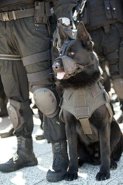 Polícia cão — Fotografia de Stock