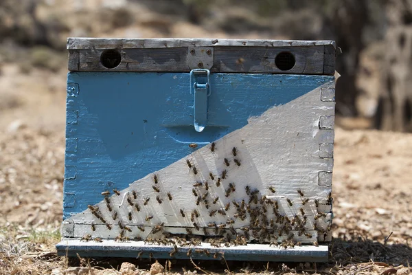 Beehive — Stock Photo, Image