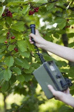 Radyasyon seviyesi meyve ölçme