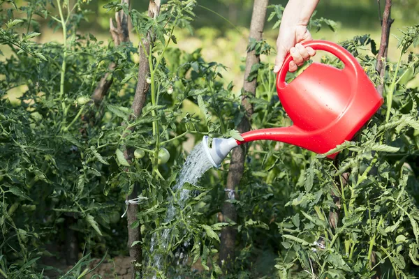 Bewässerung des Gemüsegartens — Stockfoto