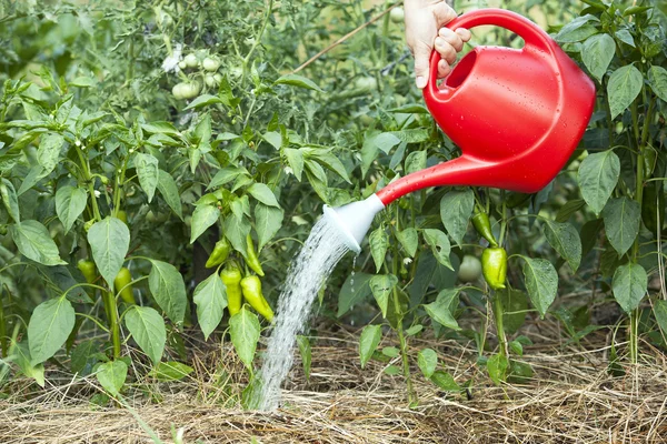 蔬菜花园浇水 — 图库照片