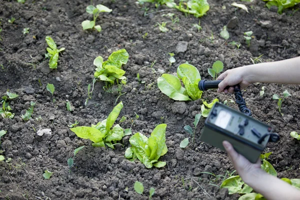 Measuring radiation levels of lettuce — Stock Photo, Image