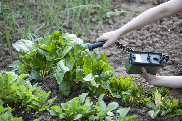 Measuring radiation levels of vegetables — Stock Photo, Image