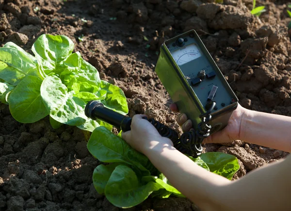 Measuring radiation levels of vegetables — Stock Photo, Image