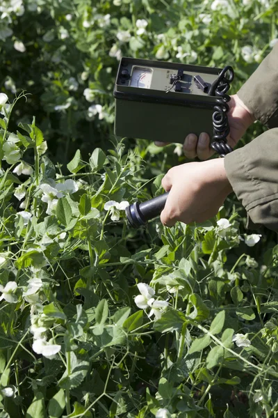 Measuring radiation levels of vegetables — Stock Photo, Image