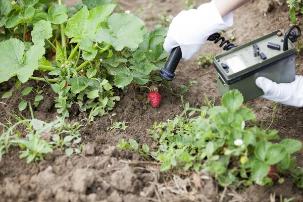 Het meten van stralingsniveaus van aardbeien — Stockfoto