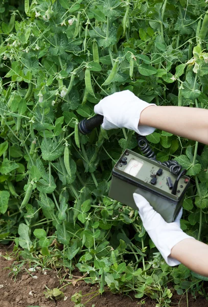 Het meten van stralingsniveaus van groene bonen — Stockfoto