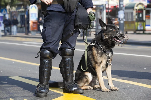 Polizeihund — Stockfoto