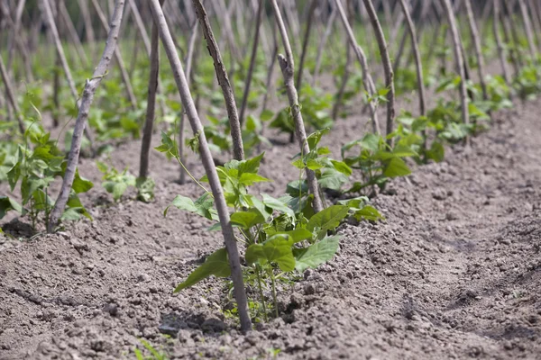 Green beans field — Stock Photo, Image