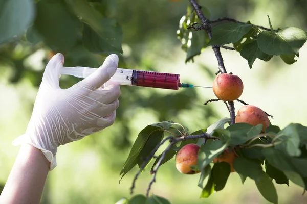 Gentechnisch verändertes Obst — Stockfoto